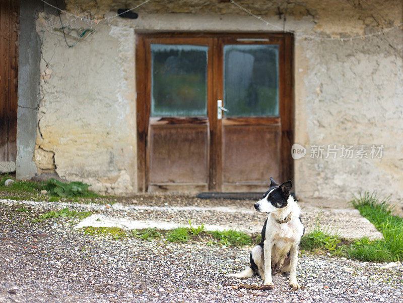法国，Le Vercors:狗在风化的门前